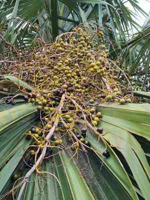 Bermuda palm(Sabal bermudana)