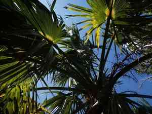 Bermuda palm(Sabal bermudana)