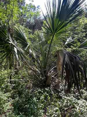 Rio grande palmetto(Sabal mexicana)