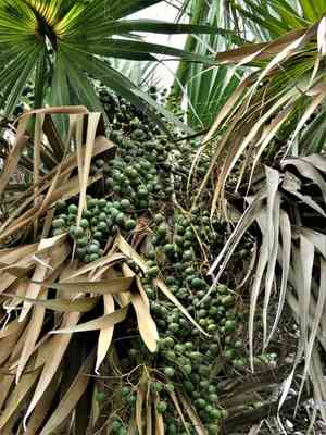 Rio grande palmetto(Sabal mexicana)