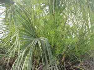 Rio grande palmetto(Sabal mexicana)