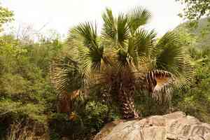 Rio grande palmetto(Sabal mexicana)