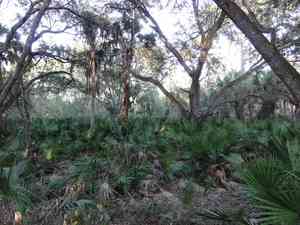 Cabbage palm(Sabal palmetto)