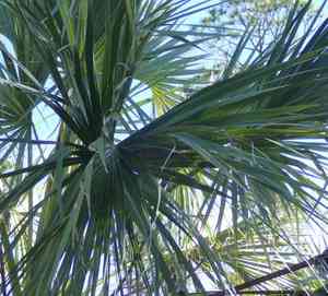 Cabbage palm(Sabal palmetto)