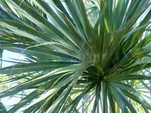 Cabbage palm(Sabal palmetto)