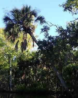 Cabbage palm(Sabal palmetto)