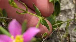 Sand rose gentian(Sabatia arenicola)