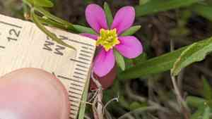 Sand rose gentian(Sabatia arenicola)