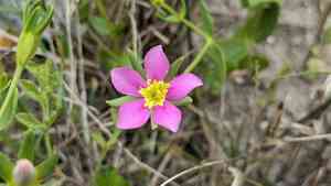 Sand rose gentian(Sabatia arenicola)