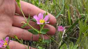 Sand rose gentian(Sabatia arenicola)