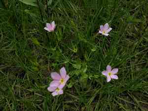 Meadow Pink(Sabatia campestris)