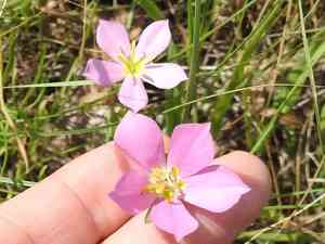 Meadow Pink(Sabatia campestris)