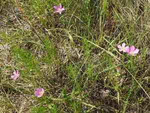 Meadow Pink(Sabatia campestris)