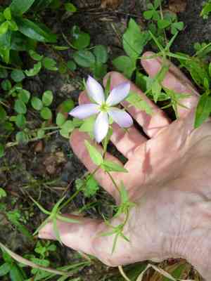Meadow Pink(Sabatia campestris)