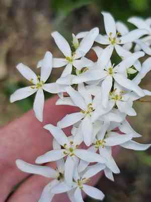 Lanceleaf rose gentian(Sabatia difformis)