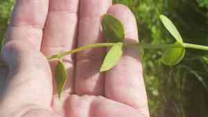 Lanceleaf rose gentian(Sabatia difformis)