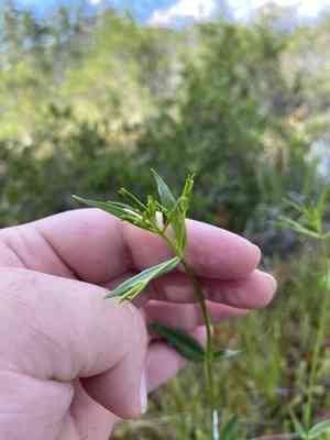 Lanceleaf rose gentian(Sabatia difformis)