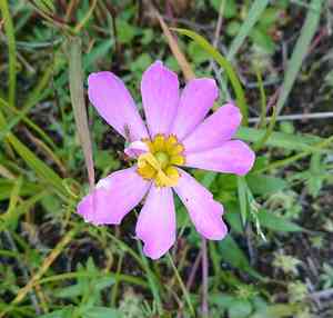Plymouth rose gentian(Sabatia kennedyana)