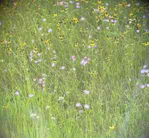 Plymouth rose gentian(Sabatia kennedyana)