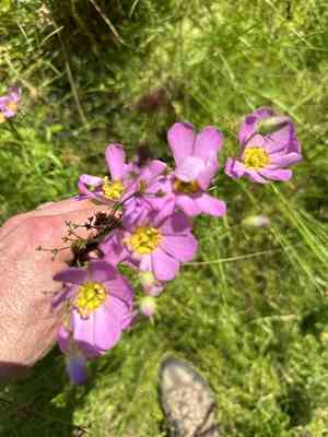 Plymouth rose gentian(Sabatia kennedyana)