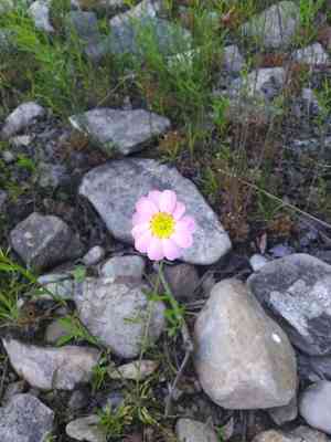 Plymouth rose gentian(Sabatia kennedyana)
