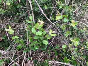 Pauper's-tea(Sageretia thea)