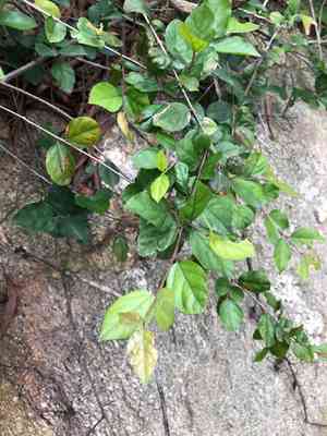 Pauper's-tea(Sageretia thea)