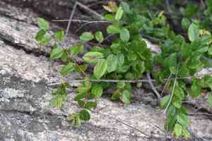 Pauper's-tea(Sageretia thea)