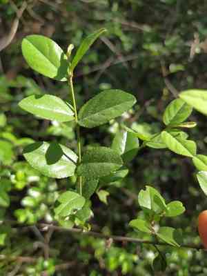 Pauper's-tea(Sageretia thea)