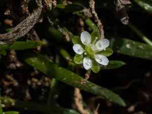 Sticky-stem pearlwort(Sagina maxima)