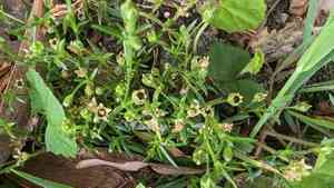 Sticky-stem pearlwort(Sagina maxima)