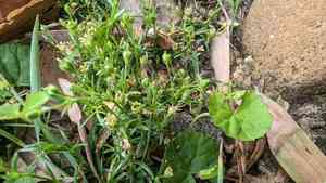 Sticky-stem pearlwort(Sagina maxima)