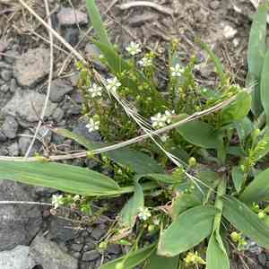 Sticky-stem pearlwort(Sagina maxima)
