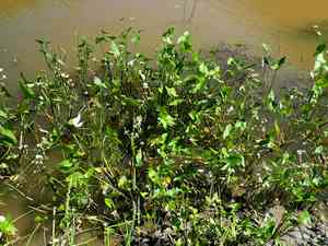 Arum-leaf arrowhead(Sagittaria cuneata)