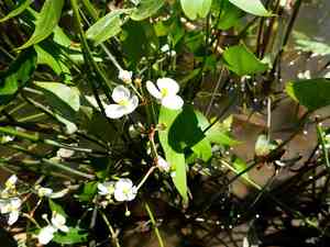 Arum-leaf arrowhead(Sagittaria cuneata)