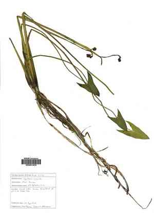 Arum-leaf arrowhead(Sagittaria cuneata)