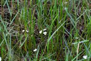 Grassleaf arrowhead(Sagittaria graminea)
