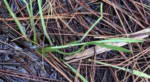 Grassleaf arrowhead(Sagittaria graminea)