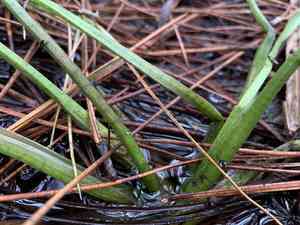 Grassleaf arrowhead(Sagittaria graminea)