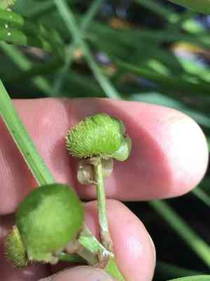 Broadleaf arrowhead(Sagittaria latifolia)