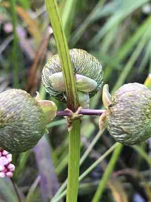 Broadleaf arrowhead(Sagittaria latifolia)