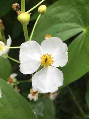 Broadleaf arrowhead(Sagittaria latifolia)