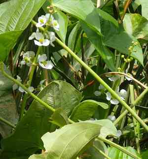 Broadleaf arrowhead(Sagittaria latifolia)