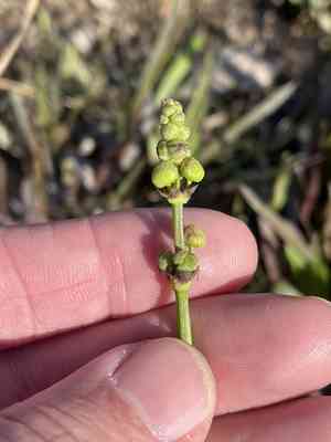 Nipplebract arrowhead(Sagittaria papillosa)