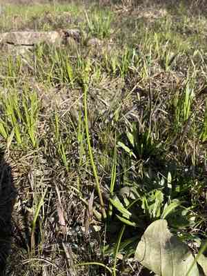 Nipplebract arrowhead(Sagittaria papillosa)