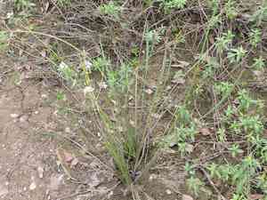 Nipplebract arrowhead(Sagittaria papillosa)