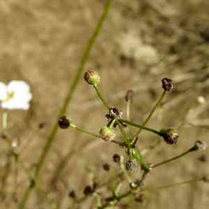 Nipplebract arrowhead(Sagittaria papillosa)