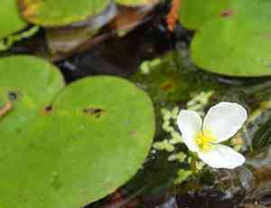 Awl-leaf arrowhead(Sagittaria subulata)