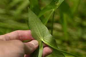 Threeleaf arrowhead(Sagittaria trifolia)