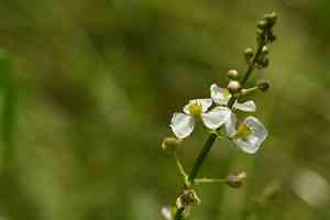 Threeleaf arrowhead(Sagittaria trifolia)